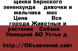 щенки бернского зененхунда. 2 девочки и 2 мальчика(2 мес.) › Цена ­ 22 000 - Все города Животные и растения » Собаки   . Ненецкий АО,Устье д.